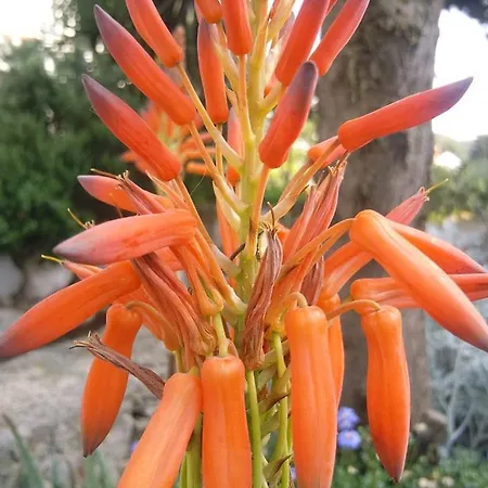 Franjo * Mali Lošinj