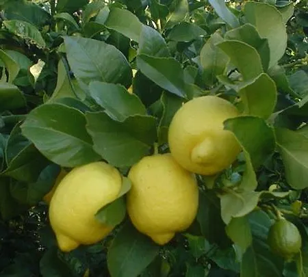 Franjo Appartamento Mali Lošinj