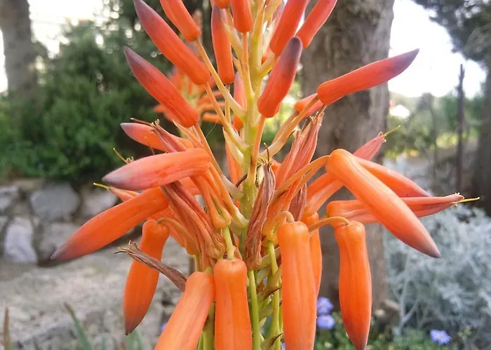Franjo * Mali Lošinj